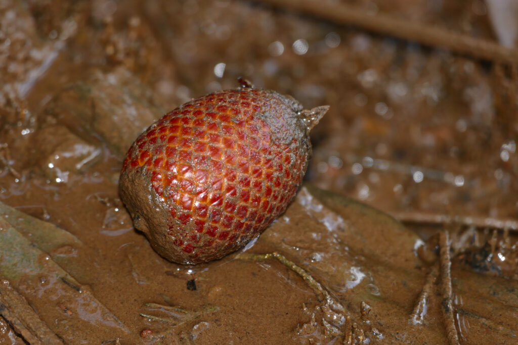 Fruto de aguaje (Mauritia flexuosa) recién cosechado, con su característica cáscara escamosa de tono rojizo