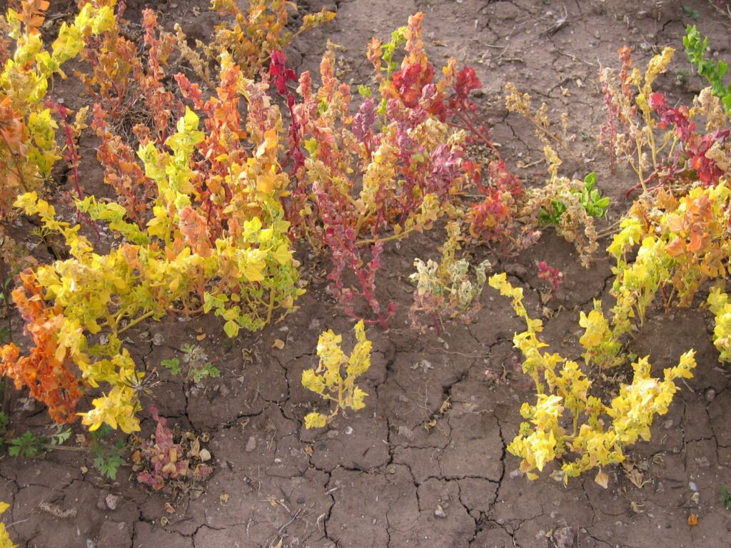 Plantas de cañihua (Chenopodium pallidicaule) en tonos amarillos, naranjas y rojos sobre suelo del altiplano en Atuncolla, Perú