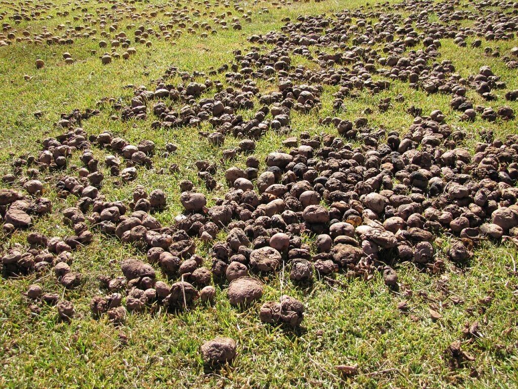 Papas extendidas sobre la hierba al aire libre para elaborar chuño en Chinchero, Cusco