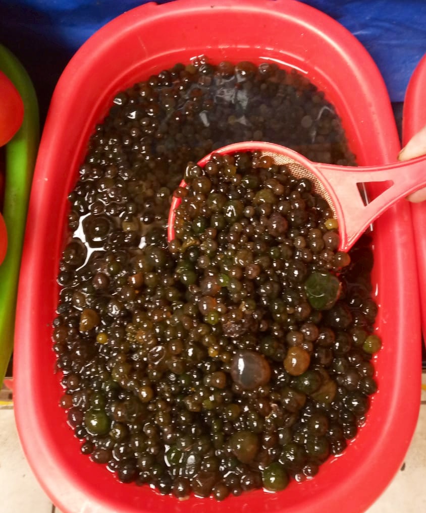 Cushuro (Nostoc sphaericum) recolectado en una fuente, a la venta en el mercado de Huaraz