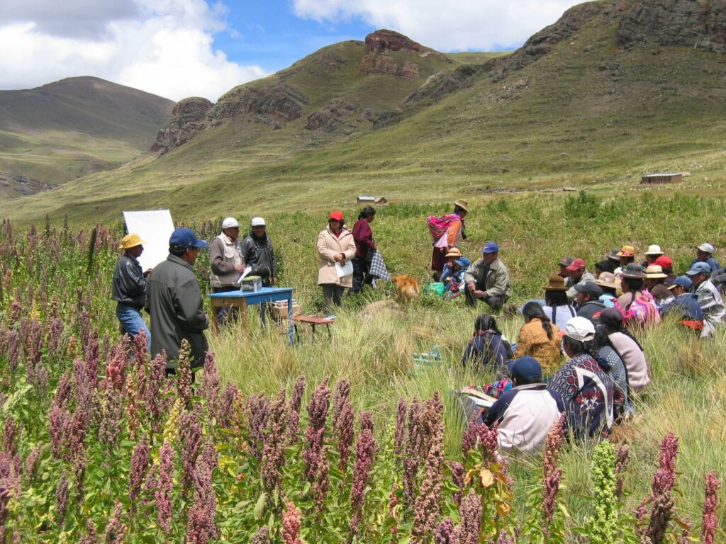 Escuela de campo sobre el cultivo de quinua en un campo con plantas de quinua de color rojo y morado, cerca de Puno, Perú