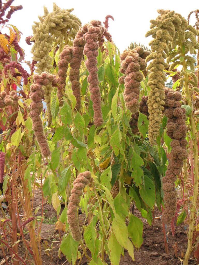 Plantas de kiwicha (Amaranthus caudatus) con panojas colgantes en un campo experimental de Taray, Valle Sagrado, Perú