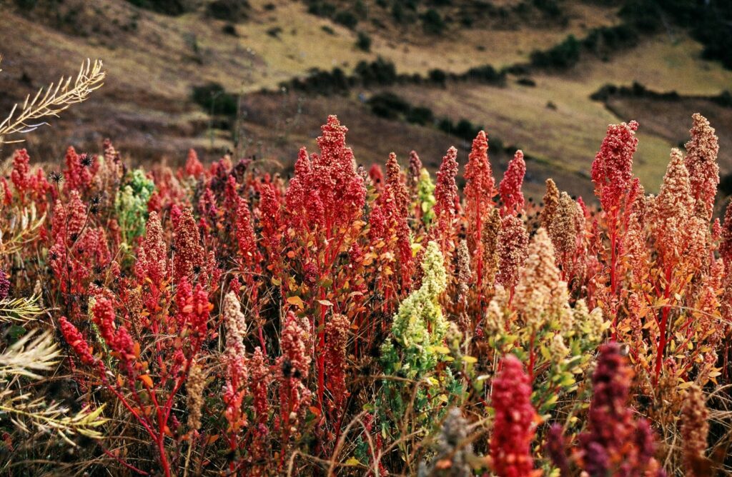 Plantas de quinua de tonos rojos, rosados, verdes y dorados en una ladera andina cerca de Cachora, Apurímac, Perú