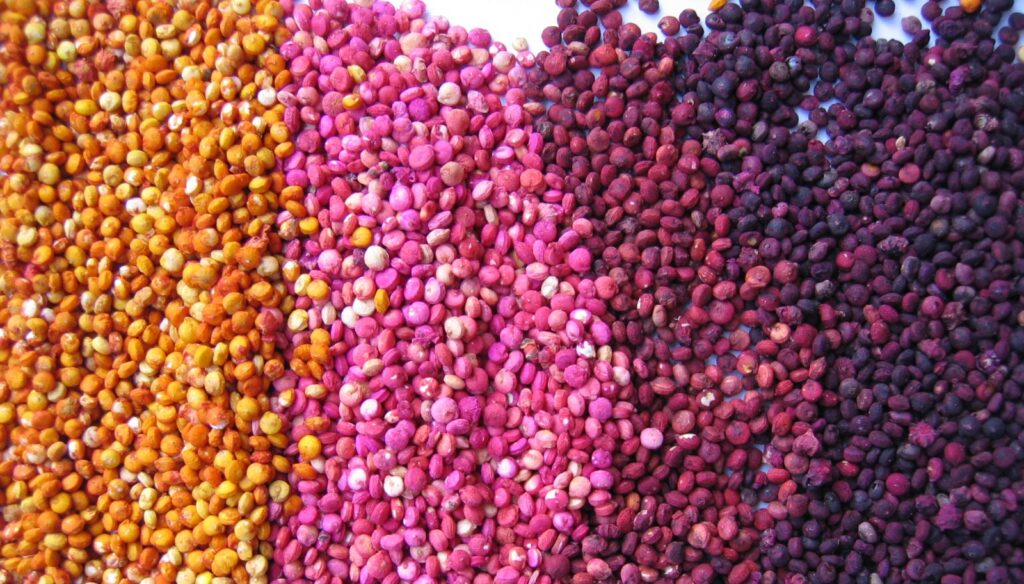 Granos de quinua (Chenopodium quinoa) de distintos colores, del naranja al morado, en el banco de germoplasma del INIA en Juliaca, Perú