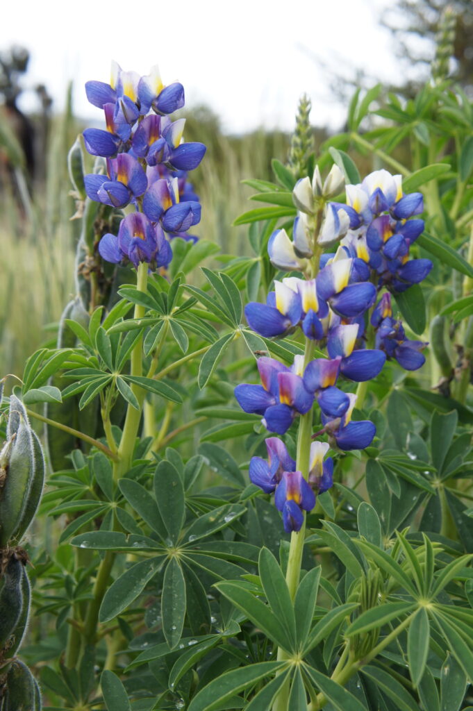 Tarwi (Lupinus mutabilis) en flor, cultivado cerca de Puno, Perú