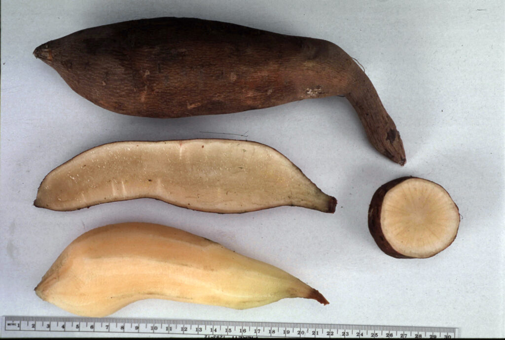 Raíces de yacón (Smallanthus sonchifolius) recién cosechadas
