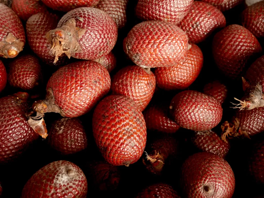 Montón de frutos de aguaje (Mauritia flexuosa) con piel de escamas rojizas