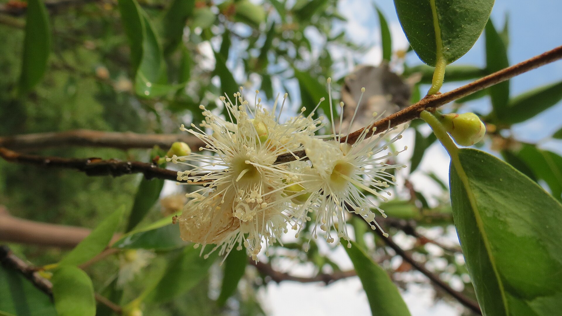 Flores blancas de camu camu entre ramas y hojas verdes del arbusto Myrciaria dubia