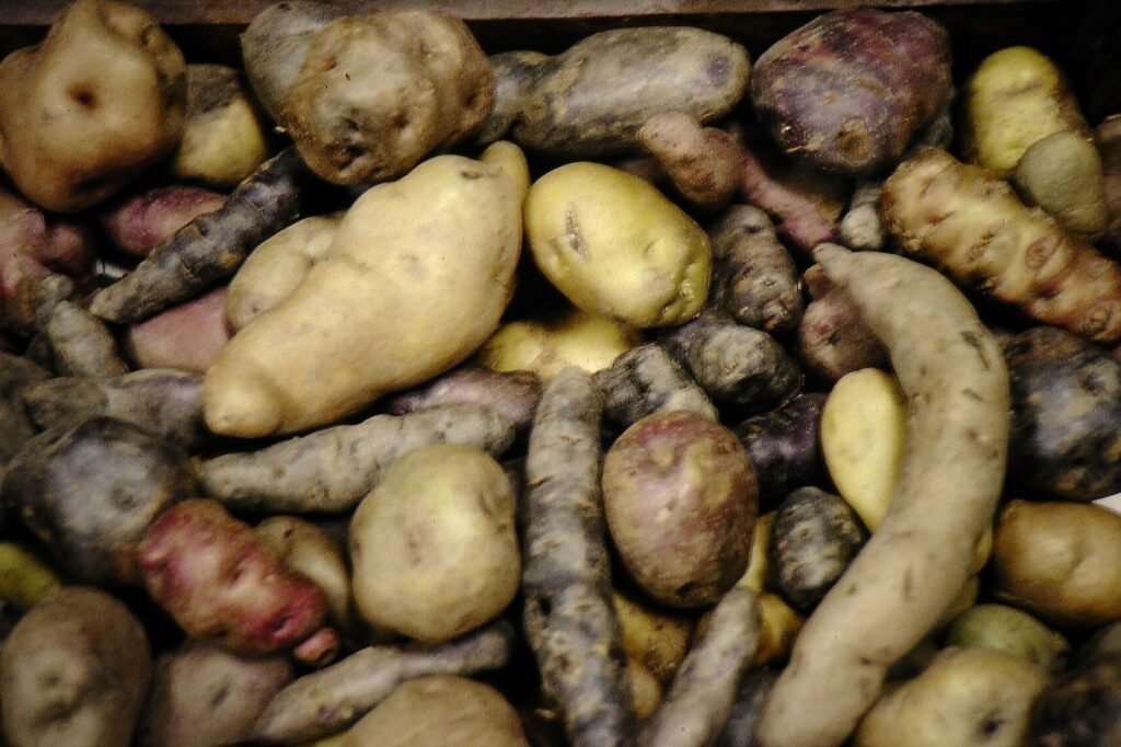 Papas nativas de muchas formas y colores —amarillas, rosadas, moradas y casi negras, redondas y alargadas— en el Centro Internacional de la Papa, Lima, Perú