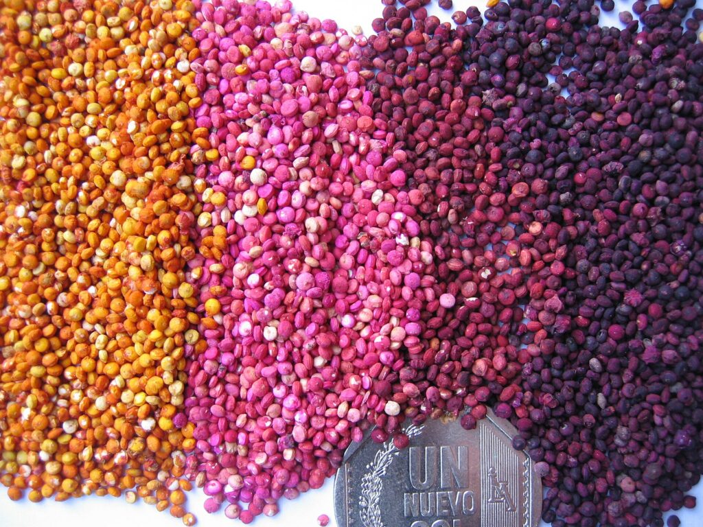 Muestras de semillas de quinua de distintos colores, del naranja al rosa y al morado oscuro, en el banco de germoplasma del INIA en Juliaca, Perú