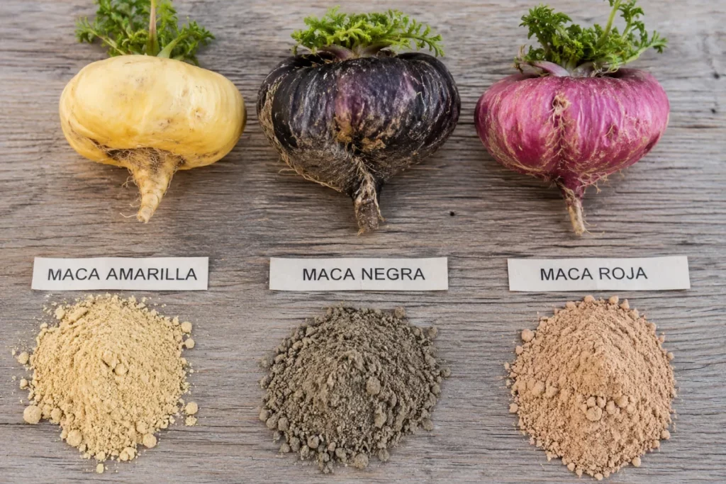 Raíces y polvo de las tres variedades de maca (Lepidium meyenii) según el color de su hipocótilo: amarilla, negra y roja