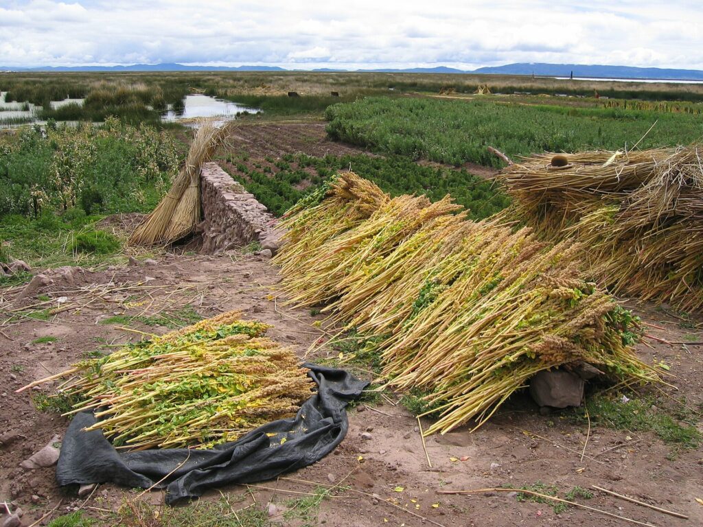 Gavillas de quinua recién cosechada secándose sobre el campo junto al lago Titicaca, cerca de Puno, Perú